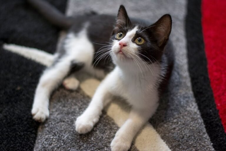 kitnuz3745 play mods kitnuz3745 plays mods